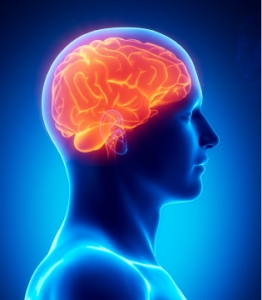 brain