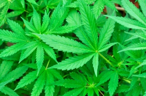 marijuana