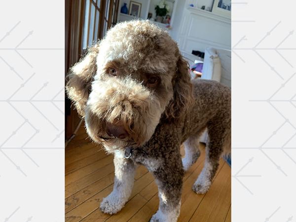 Bosco, the Patel family’s Labradoodle
