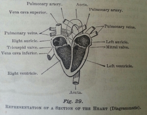 heartmodel