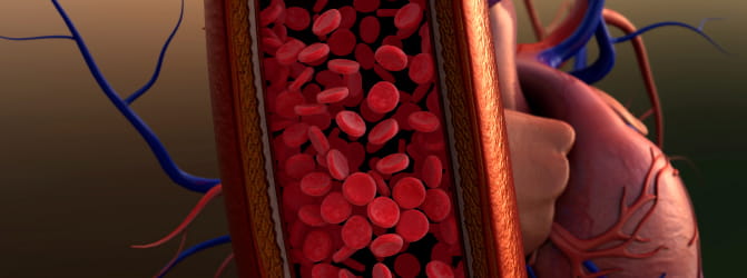 Illustration of blood vessels